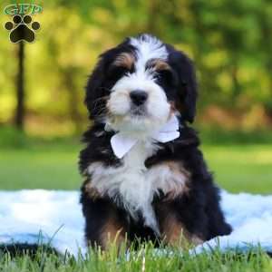 Dodger, Mini Bernedoodle Puppy
